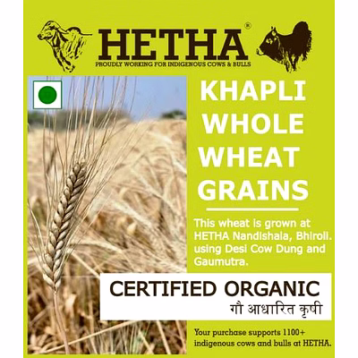 khapli whole wheat grains - certified organic by ecocert