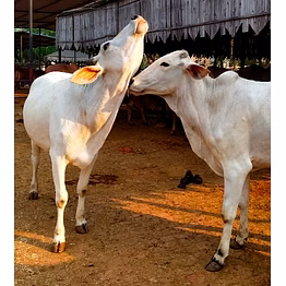 fresh raw cruelty free tharparkar cow a2 milk (in delhi ncr only)