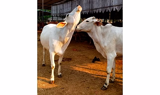 Fresh Raw Cruelty Free Tharparkar Cow A2 Milk (in Delhi NCR only)
