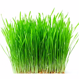Germinated Wheat Grass
