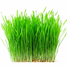 germinated wheat grass