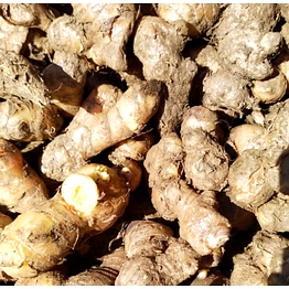 pahadi ginger / adrak