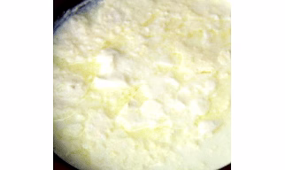 Fresh Jaman (Available in Delhi NCR Only)