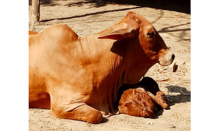 Fresh Raw Cruelty Free Sahiwal Cow A2 Milk (in Delhi NCR only)