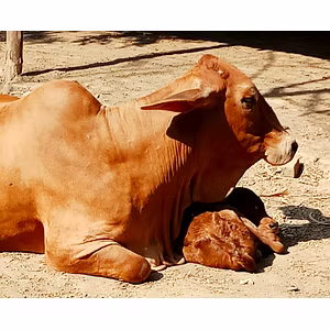 Fresh Raw Cruelty Free Sahiwal Cow A2 Milk (in Delhi NCR only)