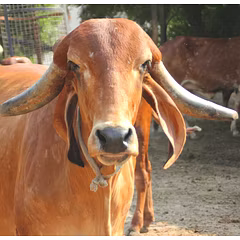 Fresh Raw Cruelty Free Gir Cow A2 Milk (in Delhi NCR only)