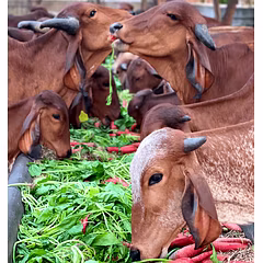 Fresh Raw Cruelty Free Desi Cow A2 Milk (in Delhi NCR only)