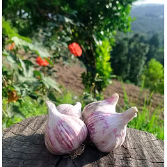 Organic Himalayan Garlic / Pahadi Lehsun