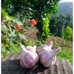 Organic Himalayan Garlic / Pahadi Lehsun