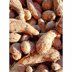 Organic / Taro root (Available only in Delhi NCR)
