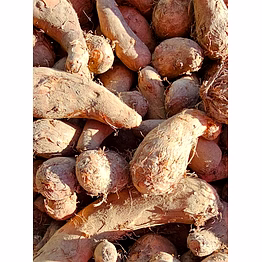 organic / taro root (available only in delhi ncr)