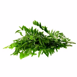 curry leaves / kadi patta