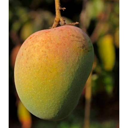 Alphanso Mango-2