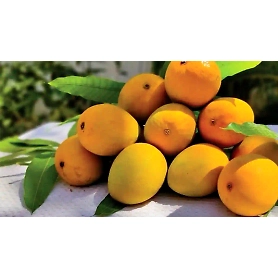 Alphanso Mango
