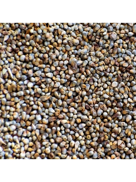 Millet/Bajra