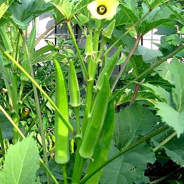 Geeta Seeds Okra Seeds KGP-1