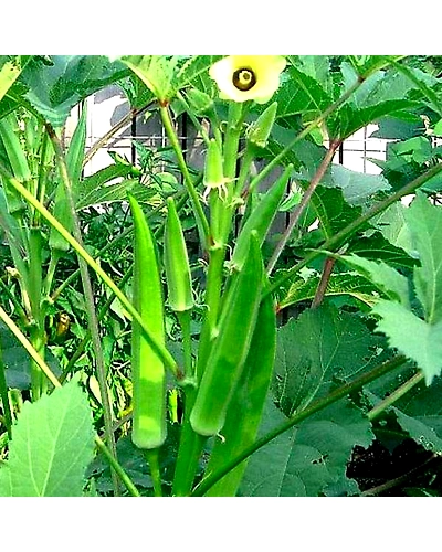 Geeta Seeds Okra Seeds KGP-1