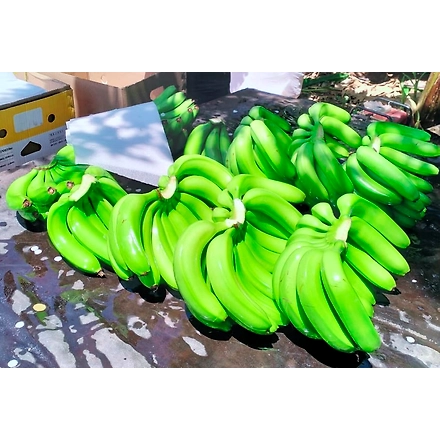 Fresh Fruits &amp; Fresh Vegetables: Fresh green bananas-1