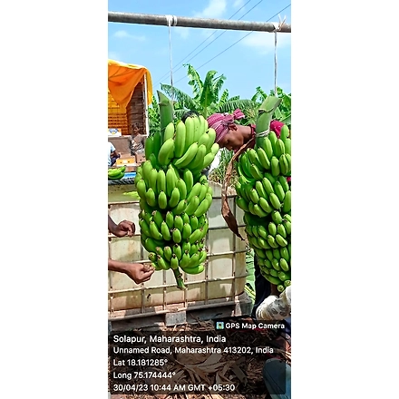Fresh Fruits &amp; Fresh Vegetables: Fresh green bananas-3