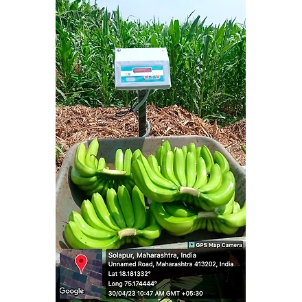 Fresh Fruits &amp; Fresh Vegetables: Fresh green bananas-2