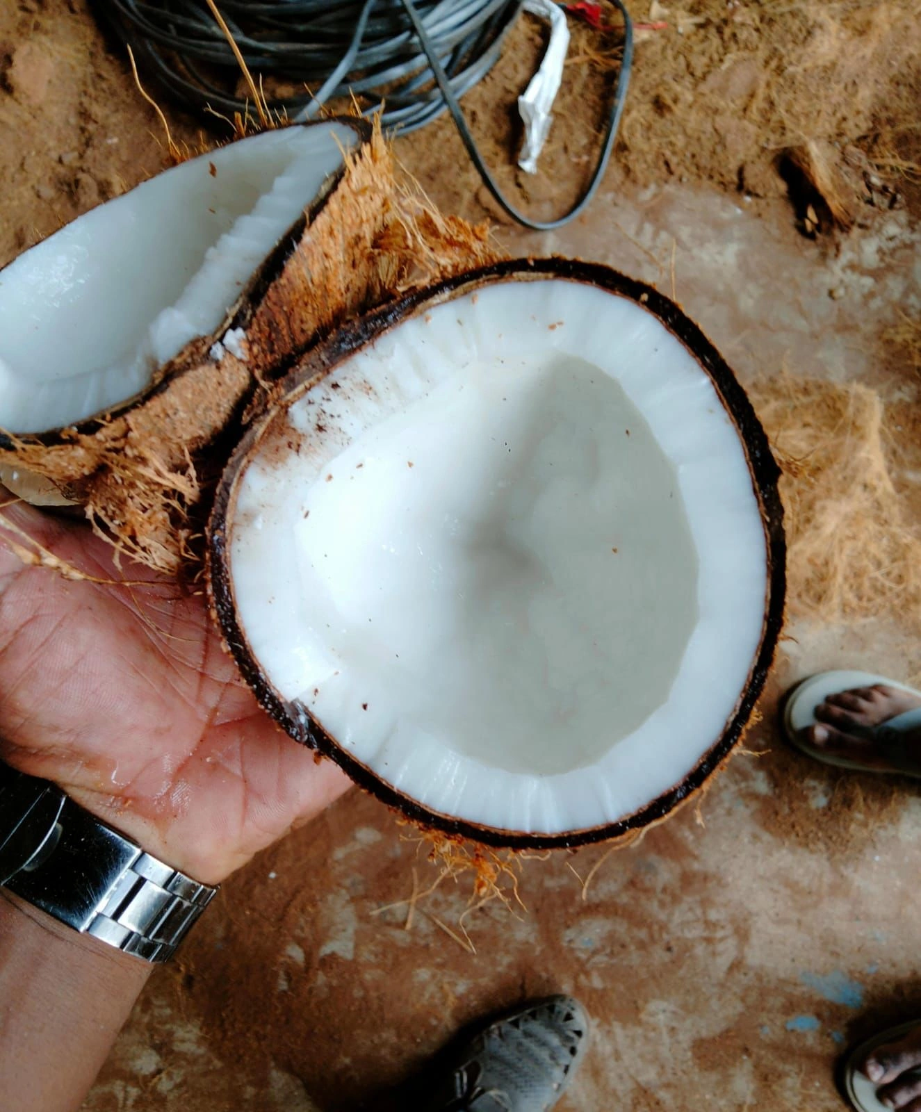 Semi Husked Coconut-122828_1