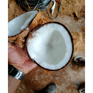 Semi Husked Coconut