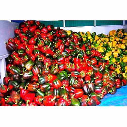 bell pepper, color capsicum