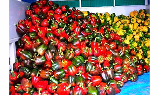 Bell Pepper, Color capsicum