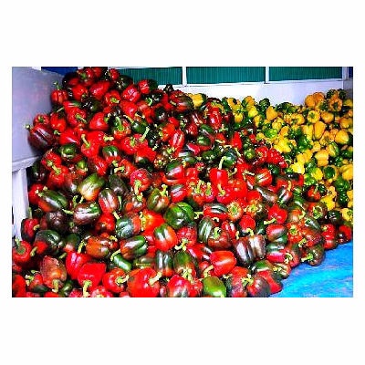 bell pepper, color capsicum