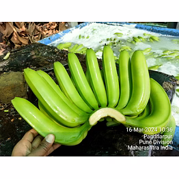 g9 cavandish banana