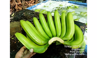 G9 CAVANDISH BANANA