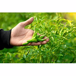 green chilli g4 gauri - hi veg
