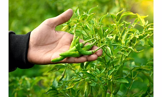 Green Chilli G4 Gauri - Hi veg