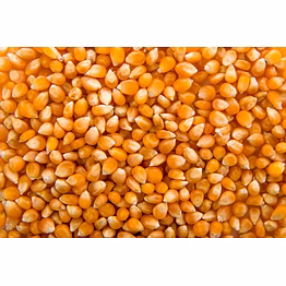 corn(maize)