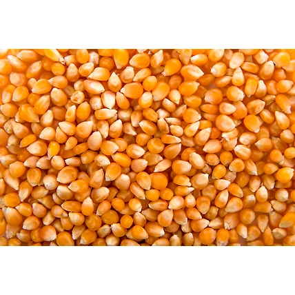Corn(Maize)-3
