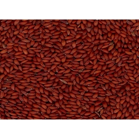 Asaliya Seeds