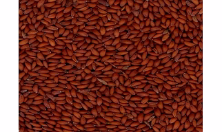 Asaliya Seeds