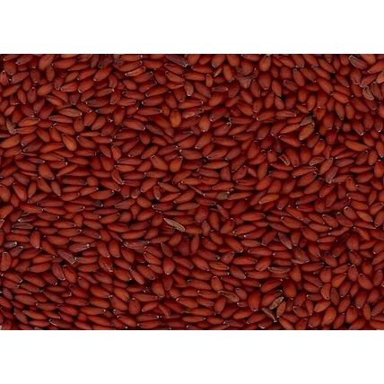 Asaliya Seeds-12514122