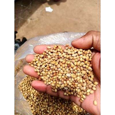 Coriander Seed Whole-1