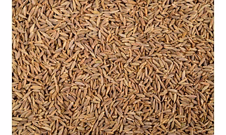 Cumin Seed Jeera Whole