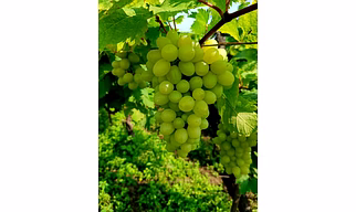 Grapes