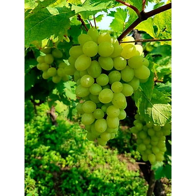 Grapes-12425549