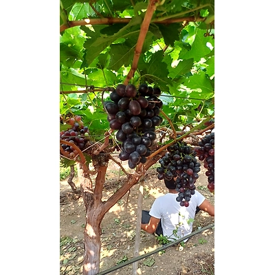 Grapes-1