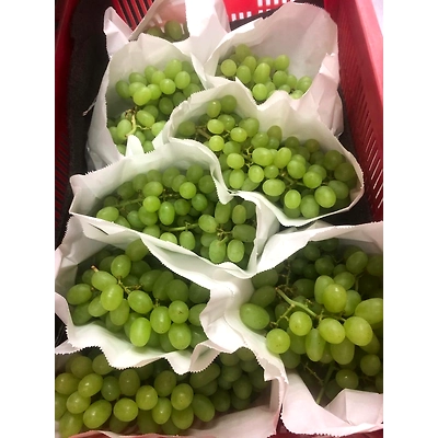 Grapes-2