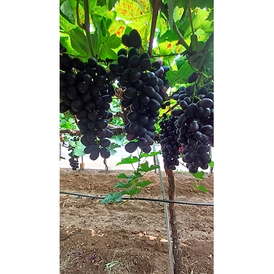 Grapes-3