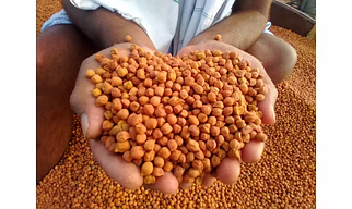 Chickpeas (Chana)