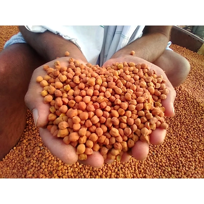 Chickpeas (Chana)-12425551