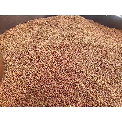 Chickpeas (Chana)-2