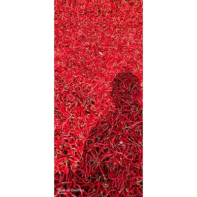 Red Chillies-1