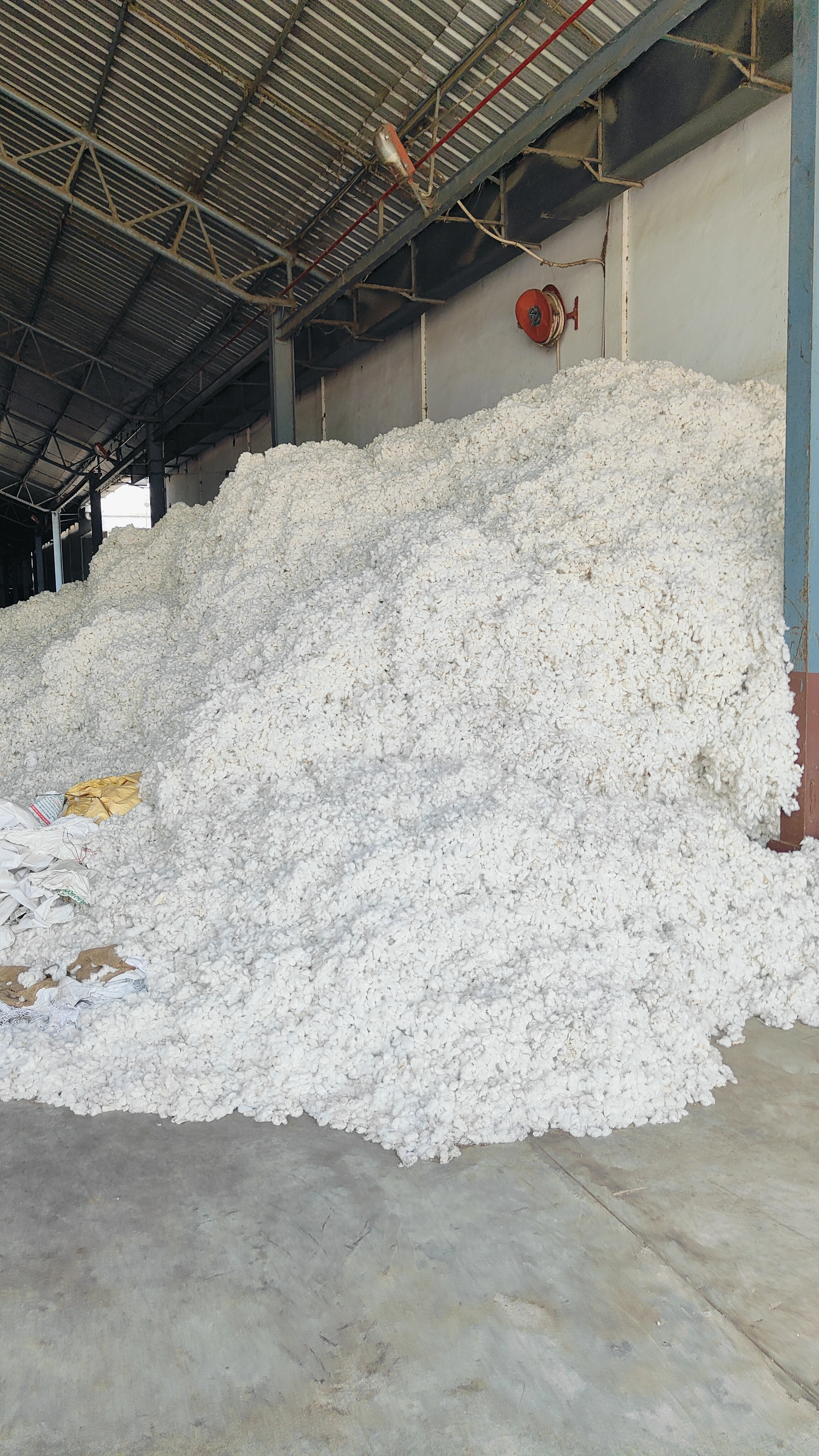 Raw Cotton-1